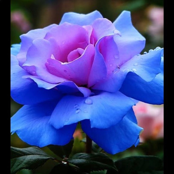 Meet your Posher, Bianca - Picture 1 of 1